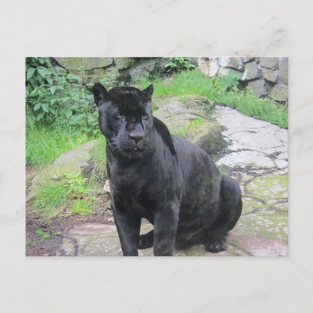 Big Black Jaguar Cat on Sitting on Rock Postcard (Front)