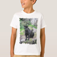 Big Black Jaguar Cat on Sitting on Rock