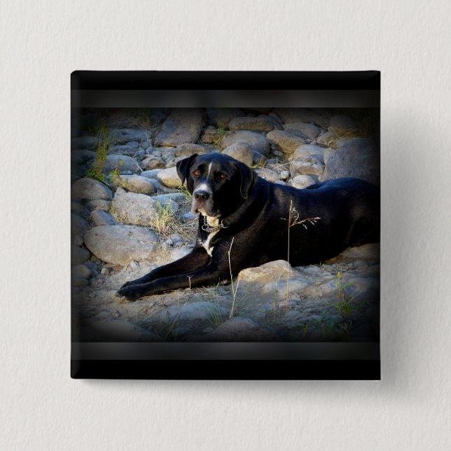 Big Black Pitbull Lab Cross 2 Inch Square Button (Front)