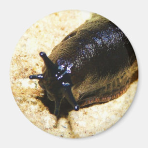 Big Black Slug Magnet