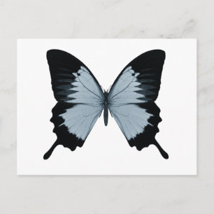 Big Blue & Black Butterfly Postcard