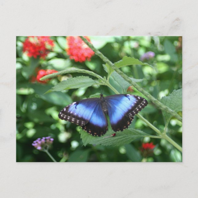 Big Blue Butterfly 2 Postcard (Front)