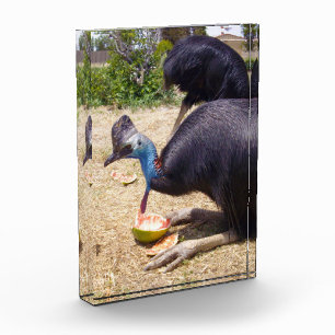 Big Blue Cassowary Bird Eating Melons, Photo Block