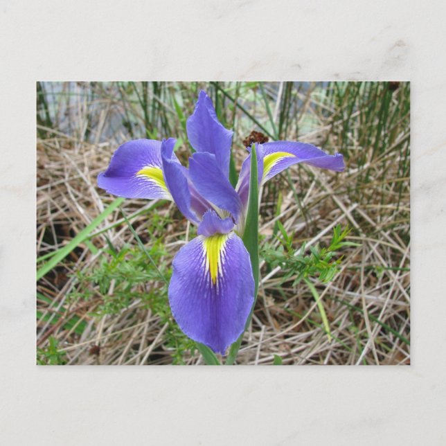 Big Blue Louisiana Iris Postcard (Front)