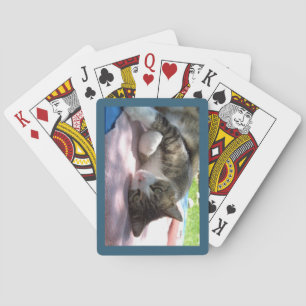 Big Boy Cat On Table Playing Cards