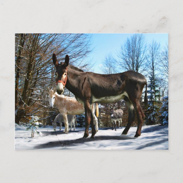 "Big Boy & Company" Postcard (Front)