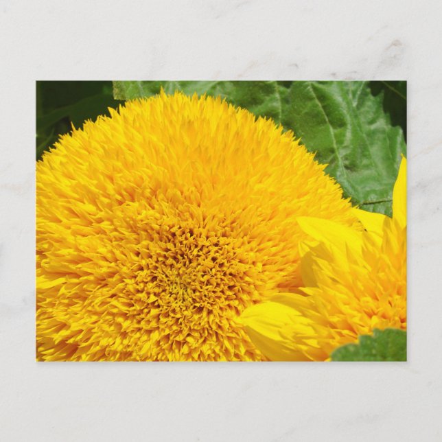 Big Bright Yellow Sunflower postcards custom (Front)