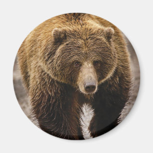 big brown bear magnet