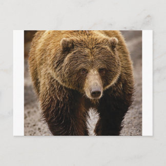 big brown bear postcard
