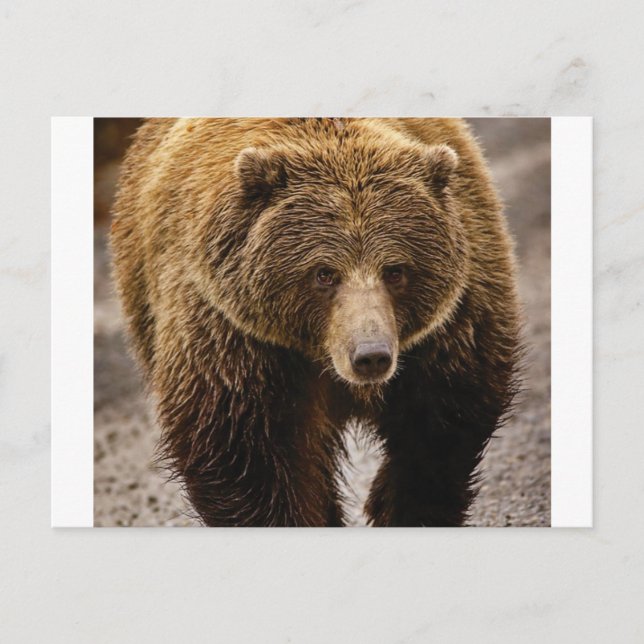 big brown bear postcard (Front)