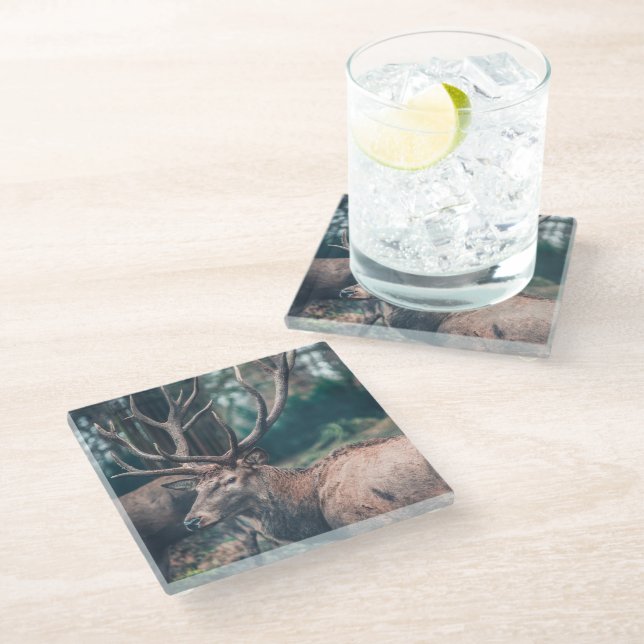 Big Brown Buck Deer with Large Antlers Glass Coaster (Angled)