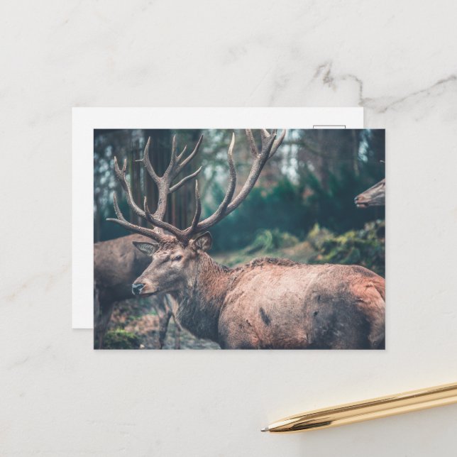 Big Brown Buck Deer with Large Antlers Postcard (Front/Back In Situ)