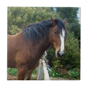 Big Brown Clydesdale Horse, Tile