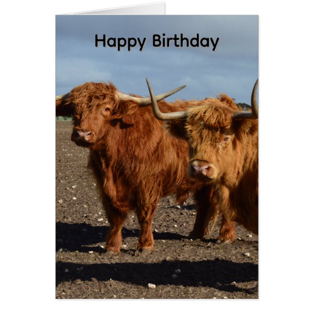 Big Brown Highland Cows, Birthday Card (Front)