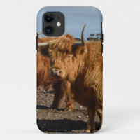 Big Brown Highland Cows,