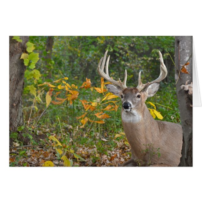 Big Buck (Devant horizontal)