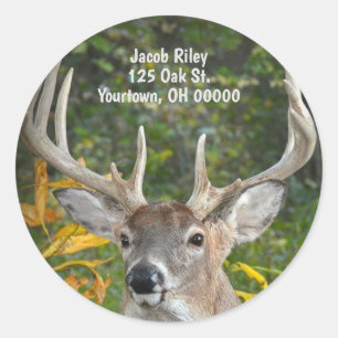 big buck deer in woods classic round sticker