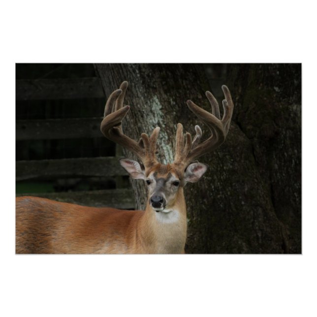 Big Buck Deer Poster (Front)