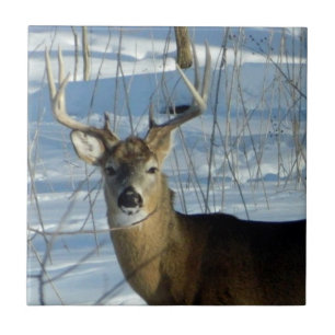 Big Buck Winter Tile