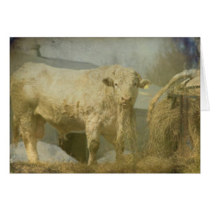 Big Bull, All Occasion Blank Greeting Card