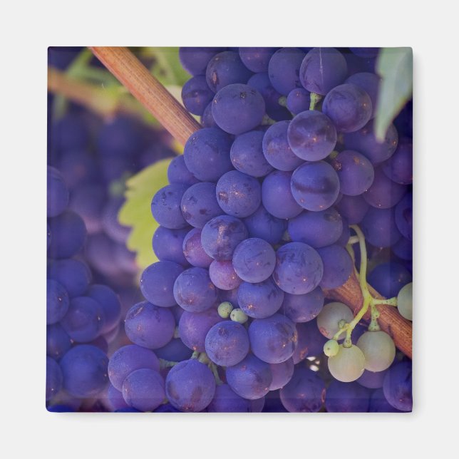 Big Bunch of Juicy Purple Grapes Magnet (Front)