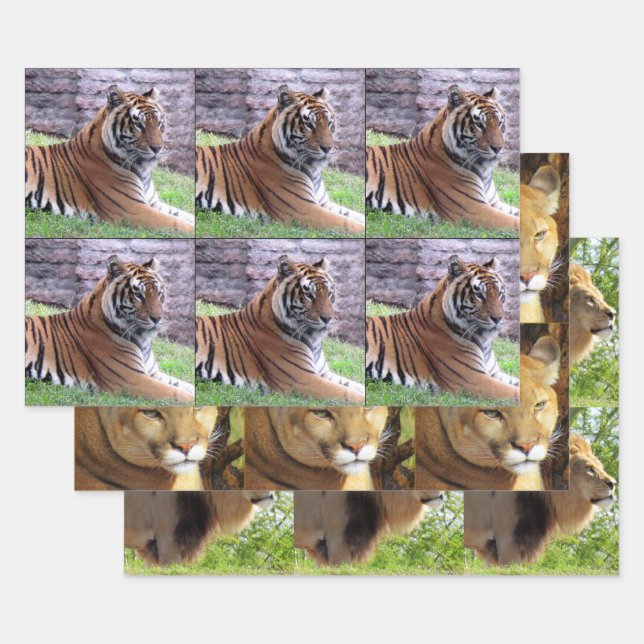 Big Cat 3 Design Pack  - All Occasion Wrapping Paper Sheet (Set)