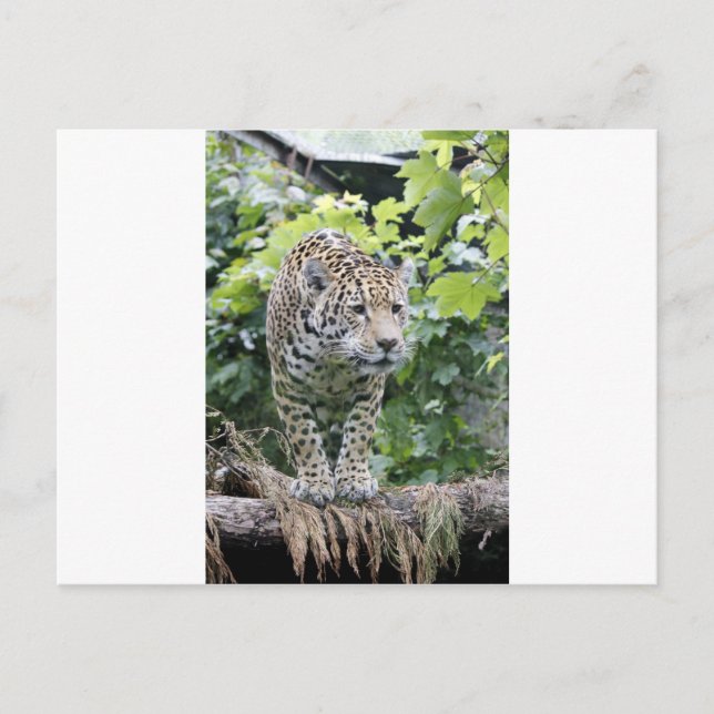 Big Cat Jaguar Postcard (Front)