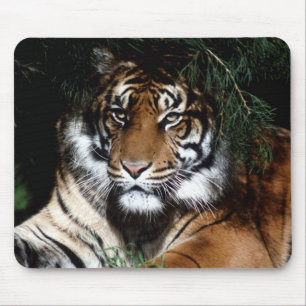 Big Cat Mouse Pad