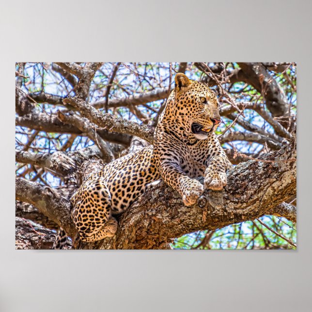 Big Cat Poster (Front)
