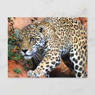 Big Cats - 10 Postcard