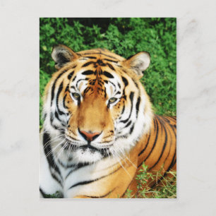 Big Cats - 12 Postcard