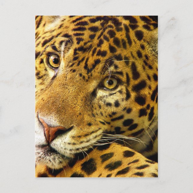 Big Cats - 3 Postcard (Front)