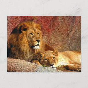 Big Cats - 6 Postcard