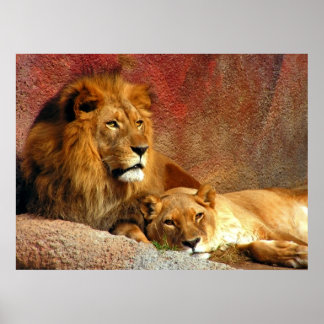 Big Cats - 6 Poster
