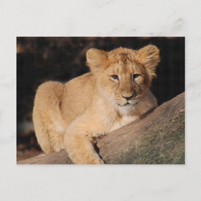 Big Cats - 8 Postcard (Front)