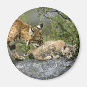 Big Cats - 9 Magnet