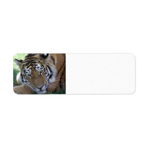 BIG CATS DES ANIMAUX Sauvages