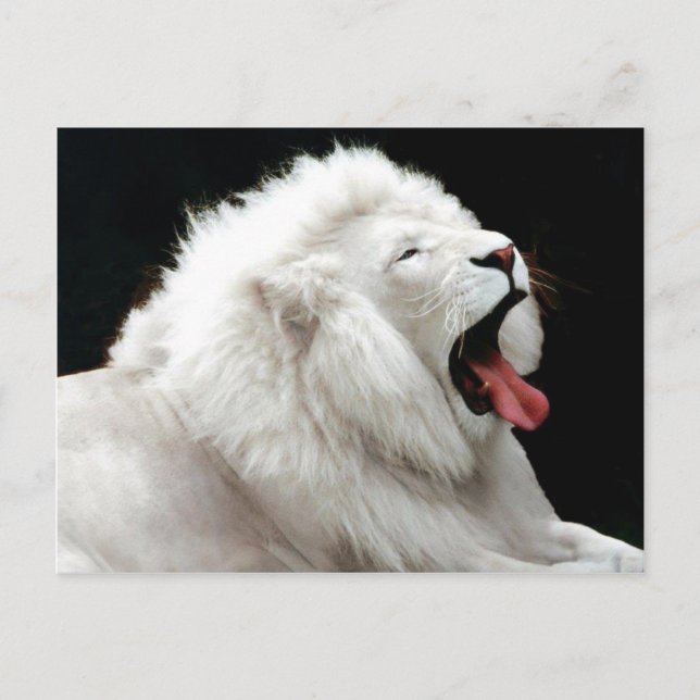 Big Cats Postcard (Front)