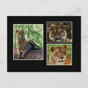 big cats postcard
