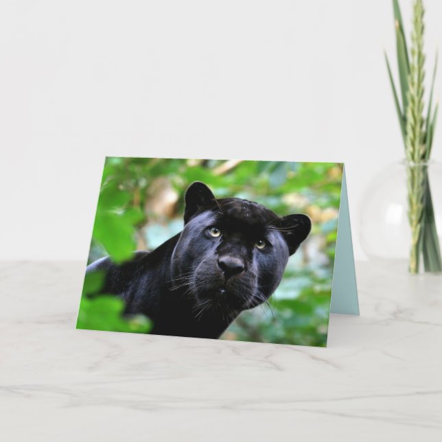 Big Cats Set - 4 Card (Front)