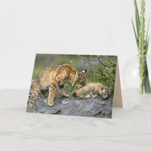 Big Cats Set - 9 Card