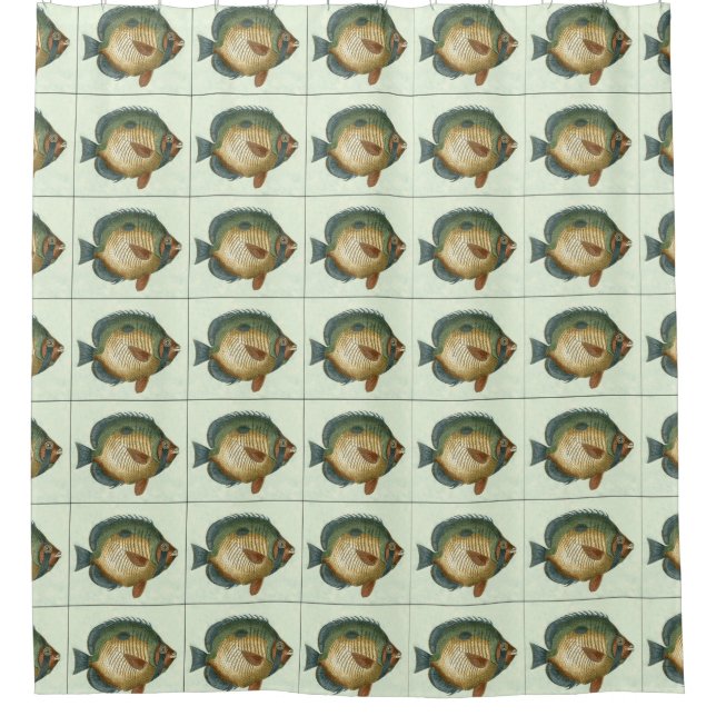 Big Colourful Fish (Front)