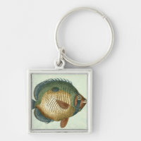 Big Colourful Fish