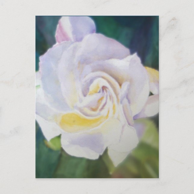Big Creamy White Gardenia Postcard (Front)