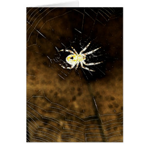 Big Creepy Spider on it's Web