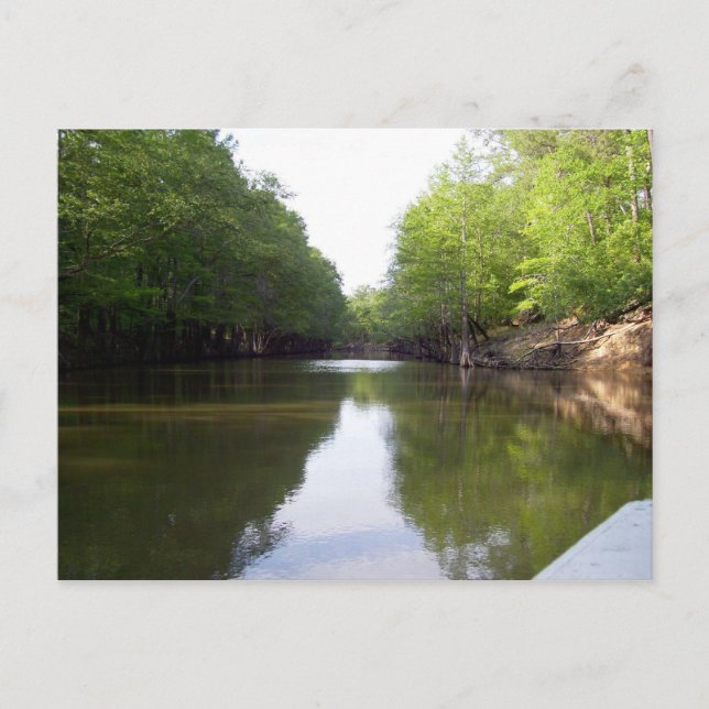 Big Cypress Bayou Postcard (Front)
