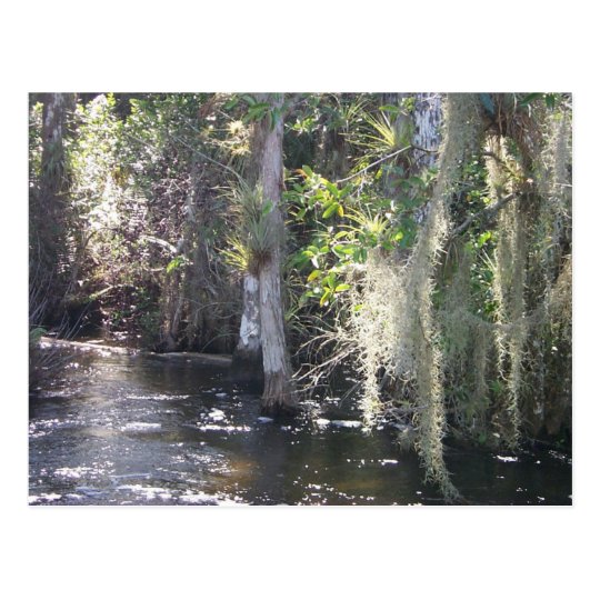 Big Cypress Postcard