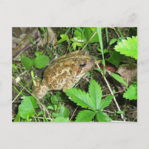 Big Daddy Toad Postcard