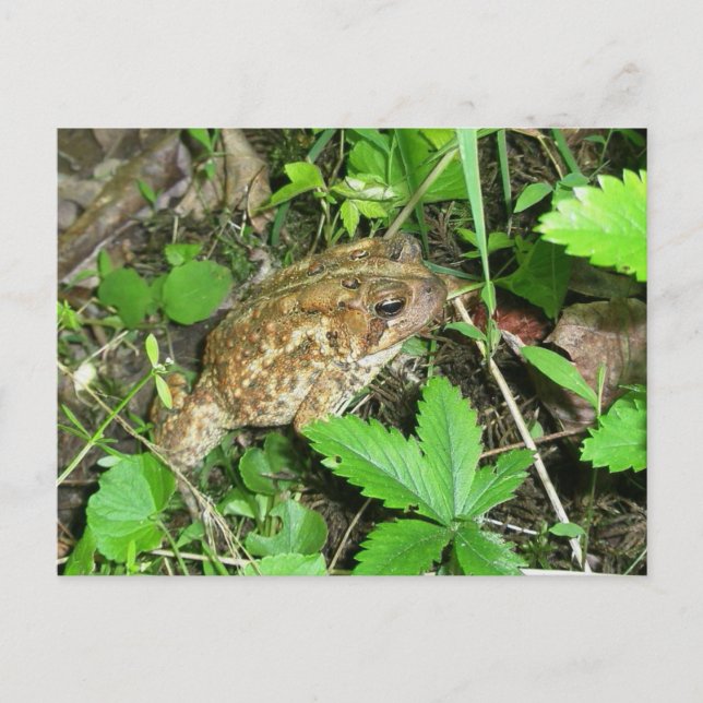 Big Daddy Toad Postcard (Front)