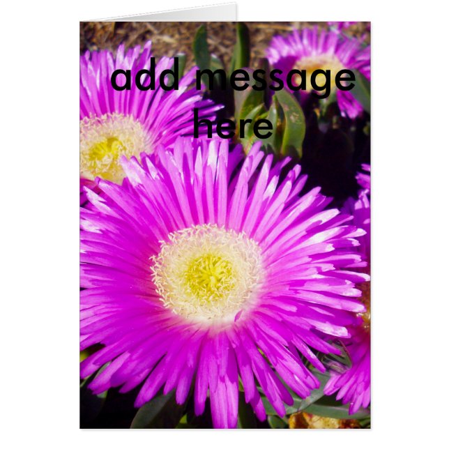 Big Dazzling Purple Daisies, (Front)
